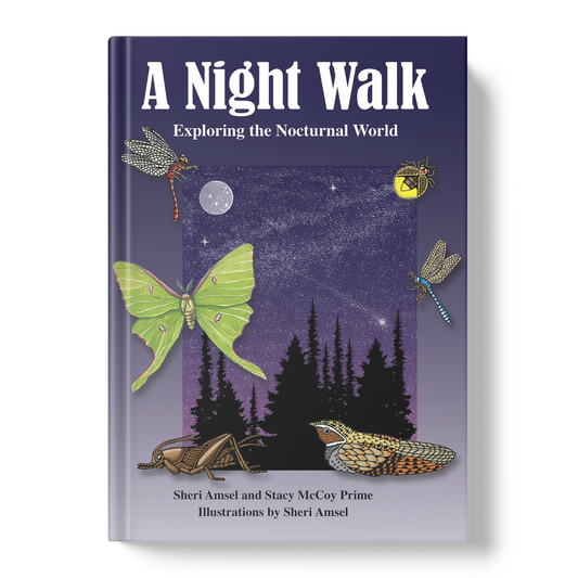 A Night Walk: Exploring the Nocturnal World