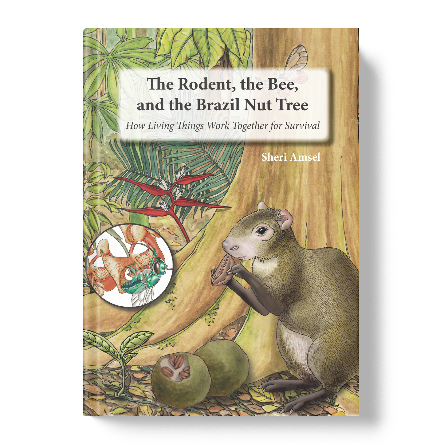 The Rodent, the Bee, and the Brazil Nut Tree